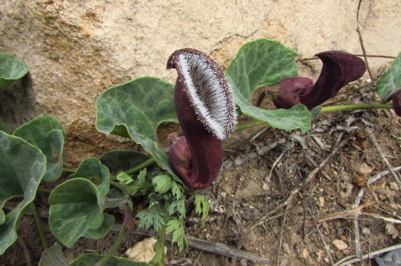 Aristolochia chilensis photo 5