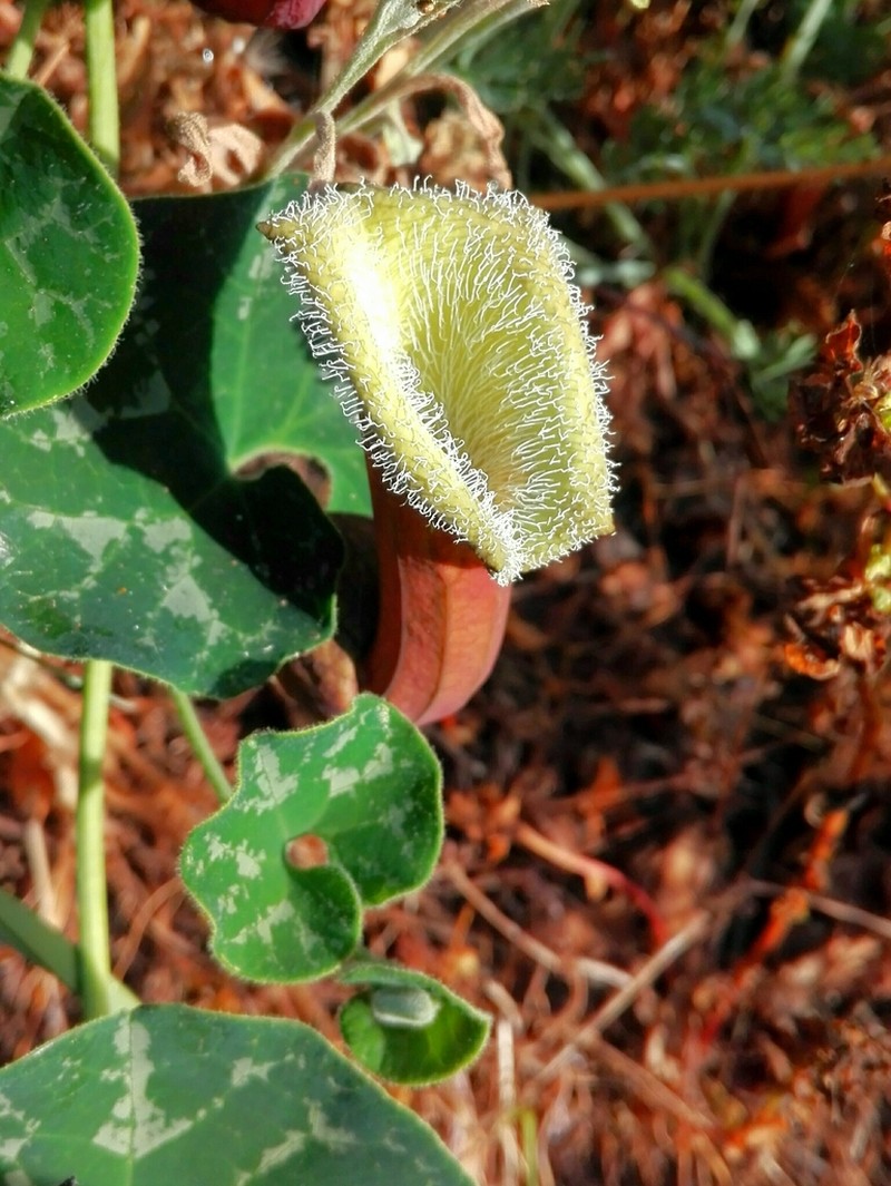 Aristolochia chilensis photo 6