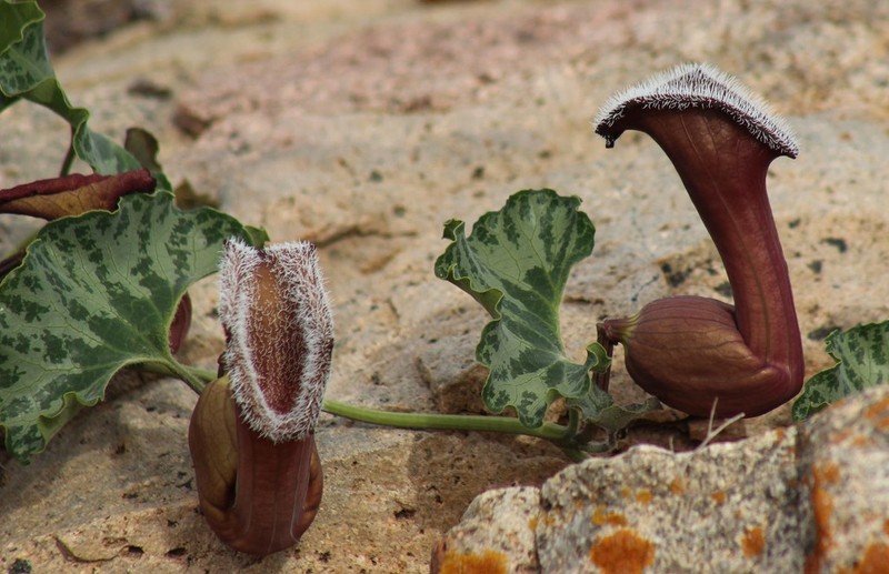 Aristolochia chilensis photo 7