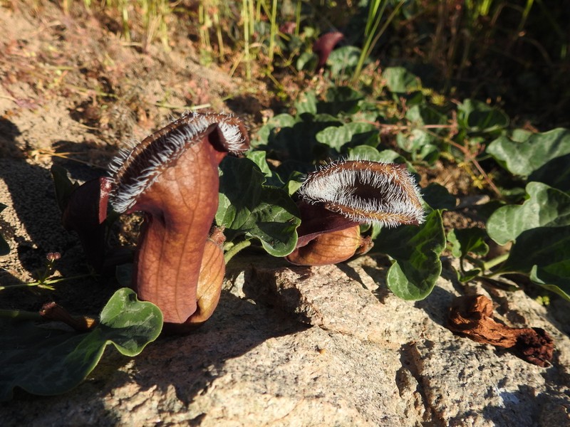 Aristolochia chilensis photo 8