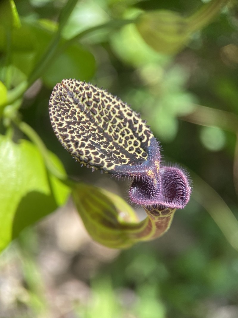 Aristolochia chiquitensis