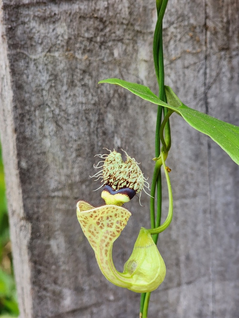 Aristolochia chiquitensis photo 2