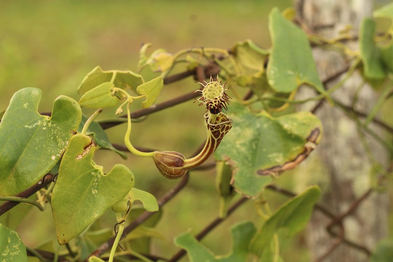 Aristolochia chiquitensis photo 3