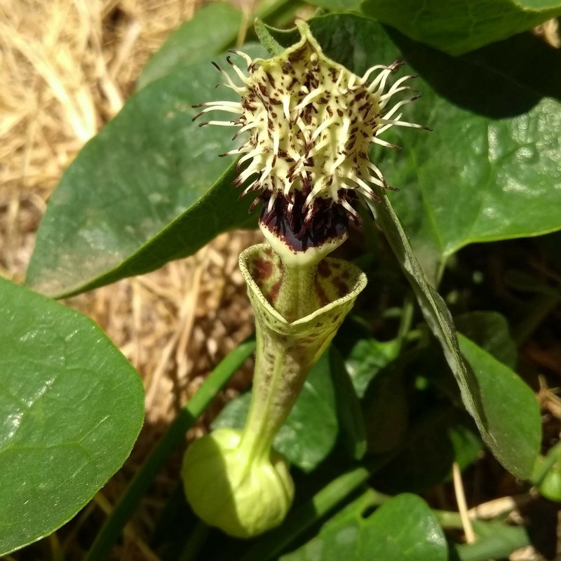 Aristolochia chiquitensis photo 4