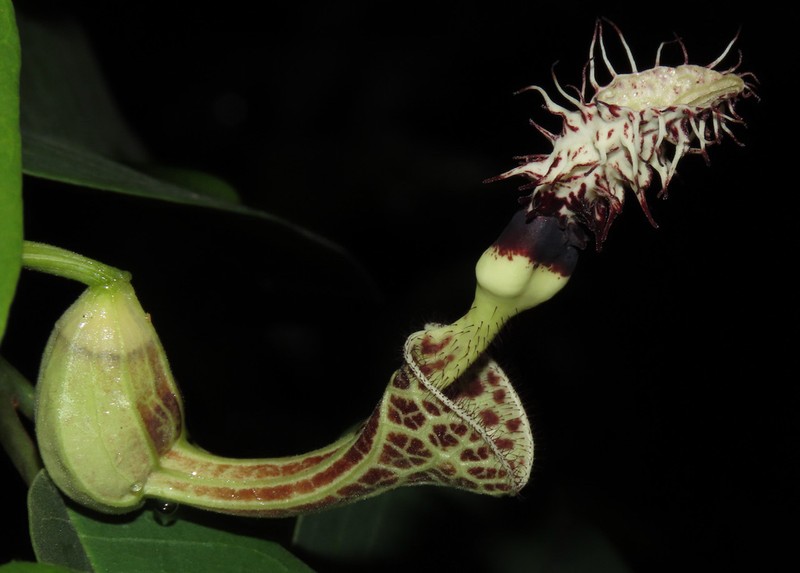 Aristolochia chiquitensis photo 5