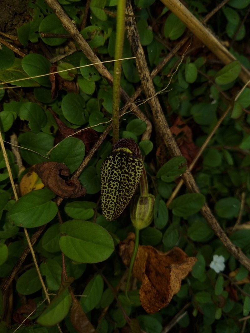 Aristolochia chiquitensis photo 6