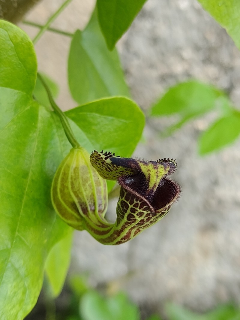 Aristolochia chiquitensis photo 7