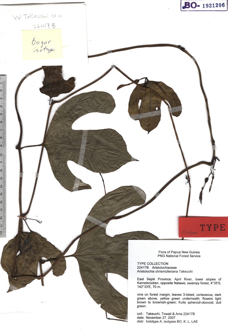 Aristolochia chrismuelleriana