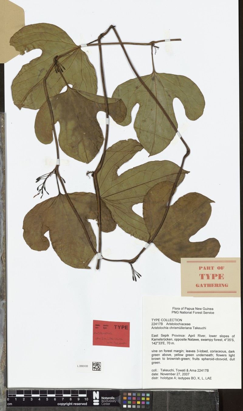 Aristolochia chrismuelleriana photo 2