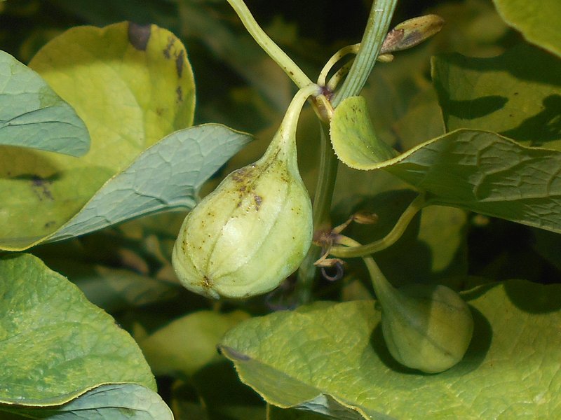 Birthwort photo 3