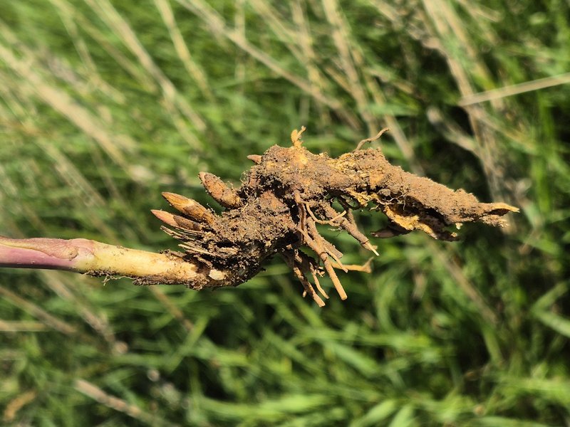 Birthwort photo 4