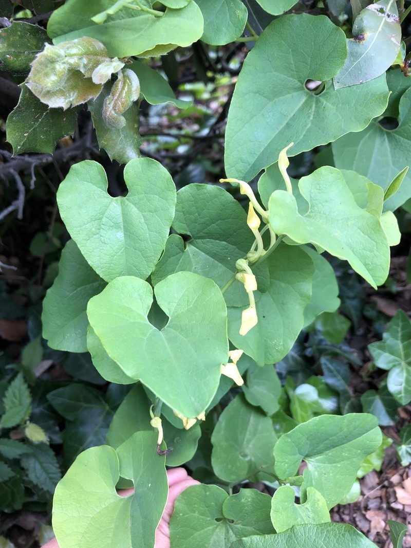 Birthwort photo 5