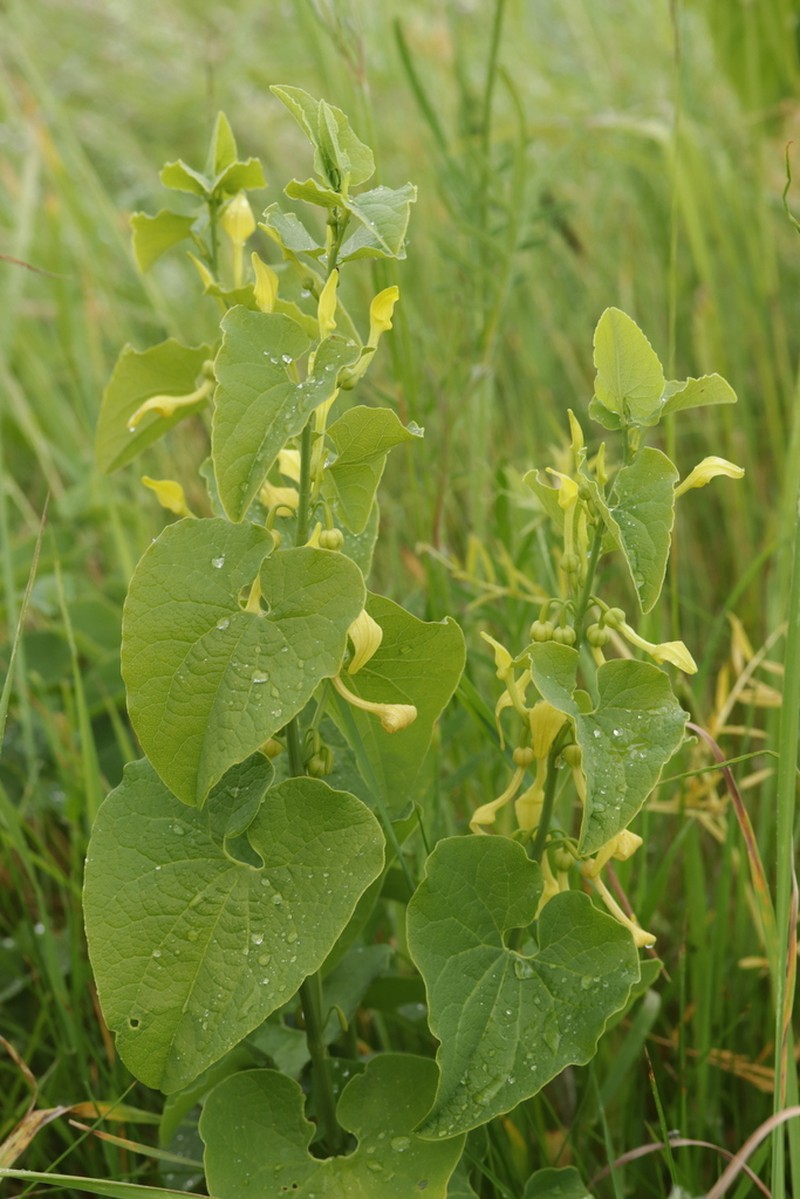 Birthwort photo 6