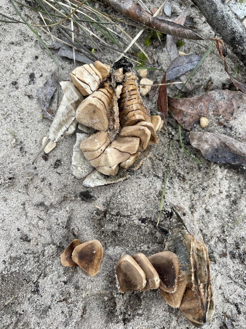 Birthwort photo 7