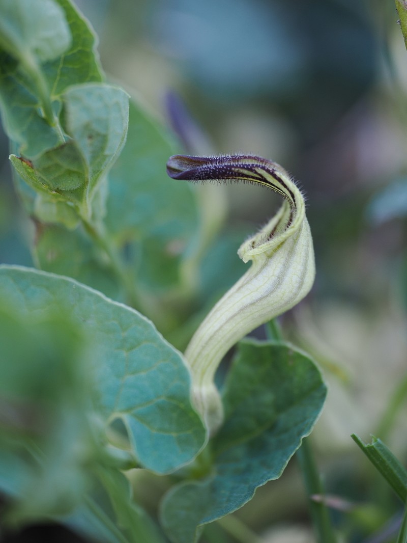 Aristolochia clusii