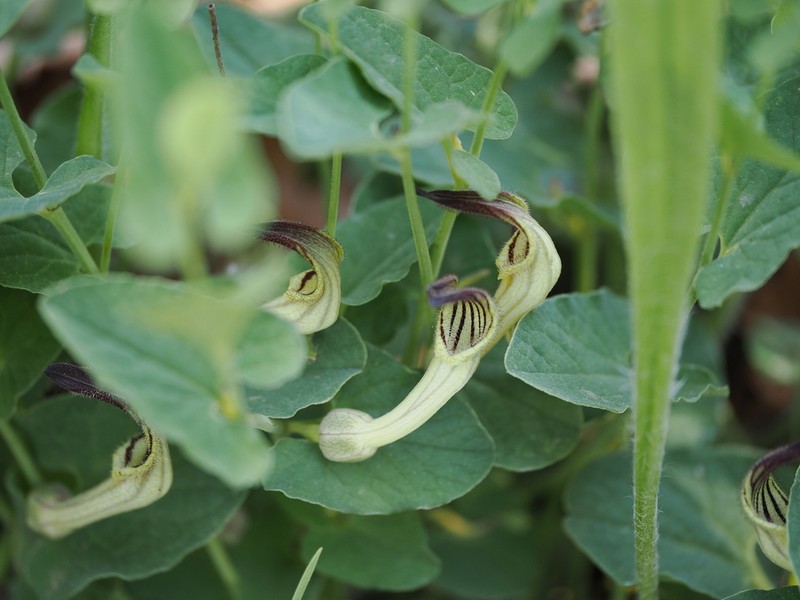 Aristolochia clusii photo 2