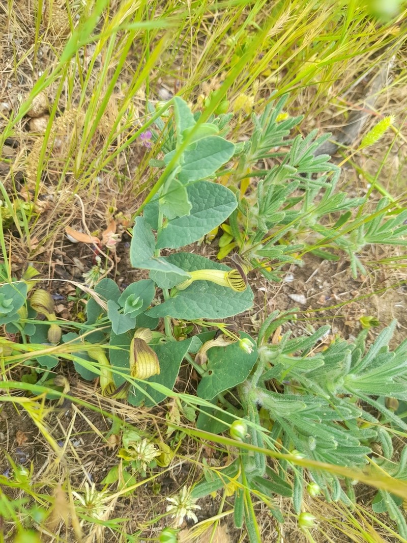 Aristolochia clusii photo 3