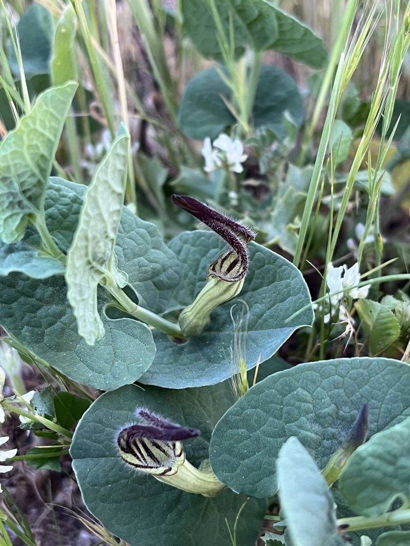 Aristolochia clusii photo 4