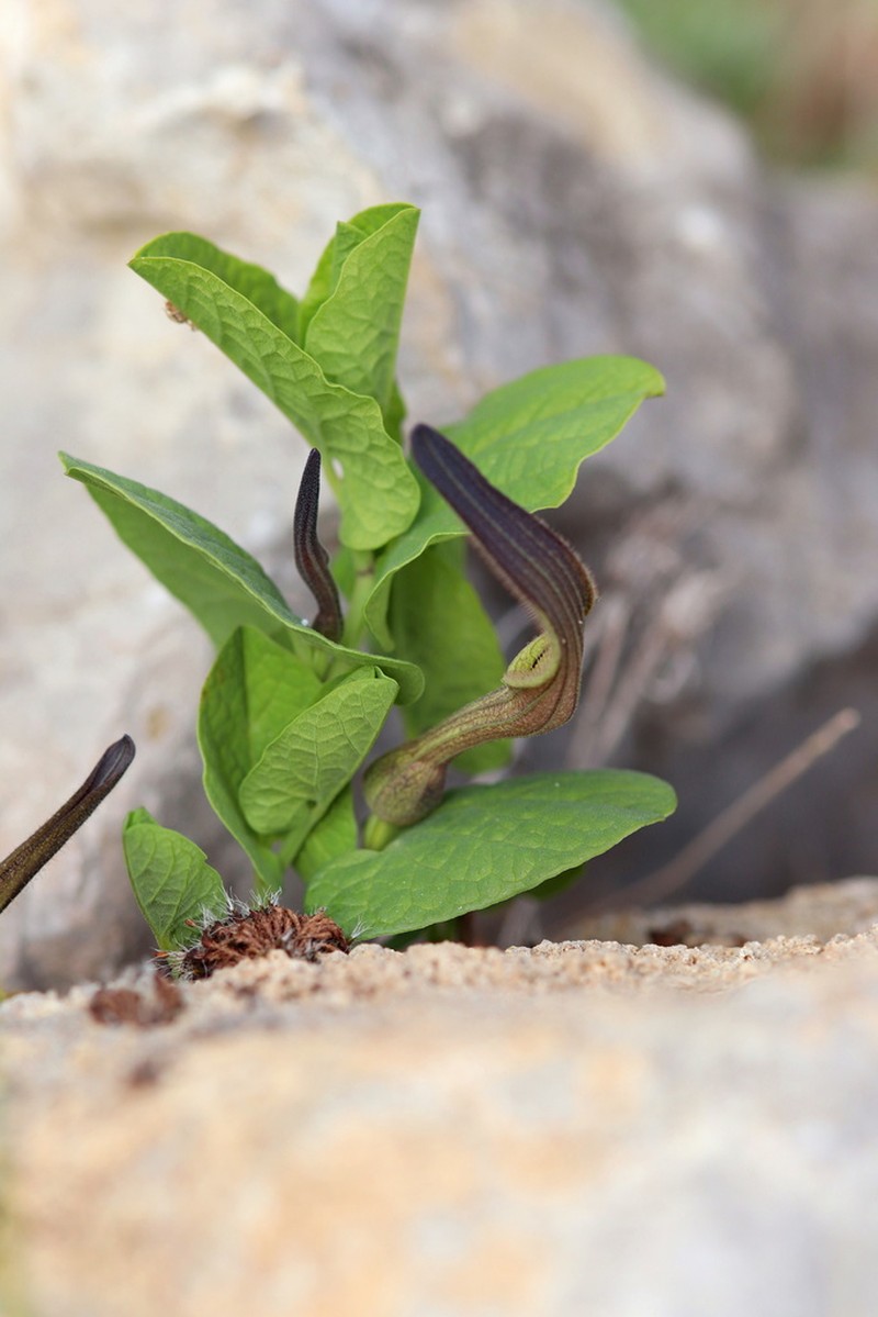 Aristolochia clusii photo 5