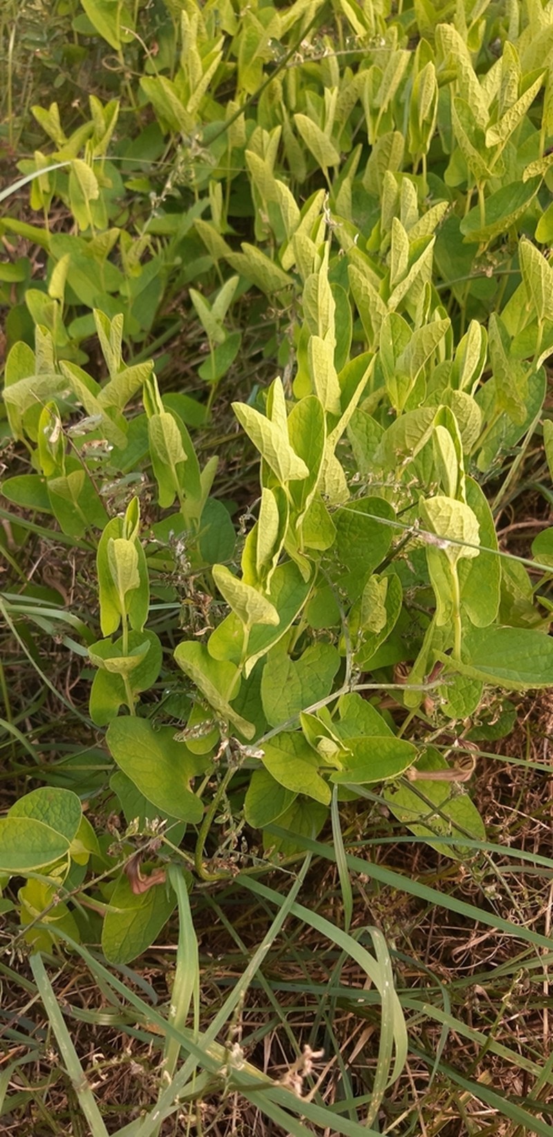 Aristolochia clusii photo 6
