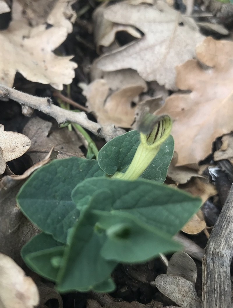 Aristolochia clusii photo 7