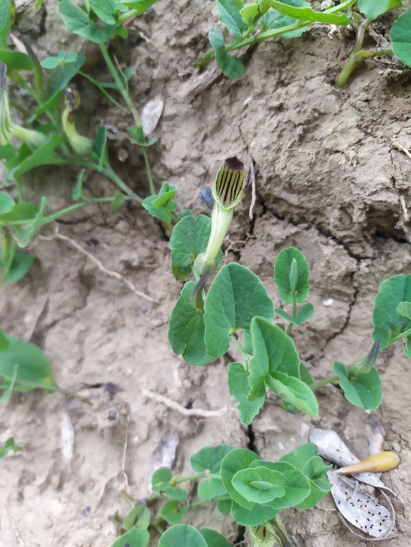 Aristolochia clusii photo 8