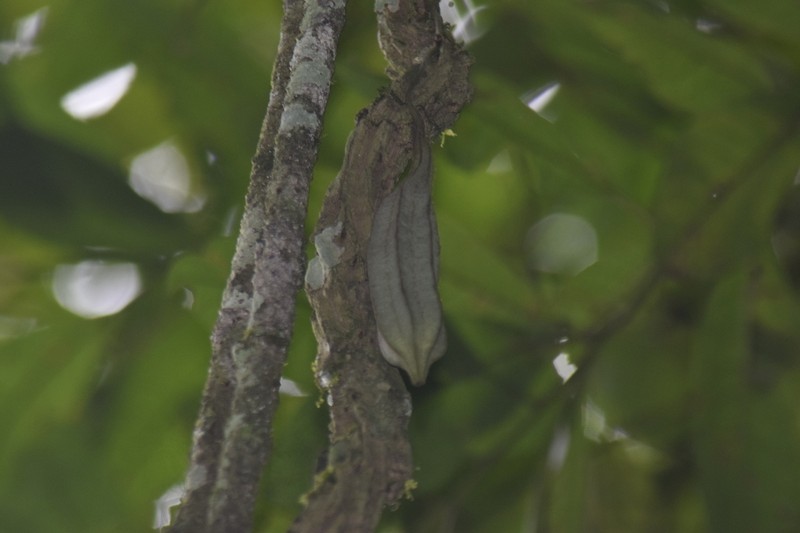 Aristolochia coadunata