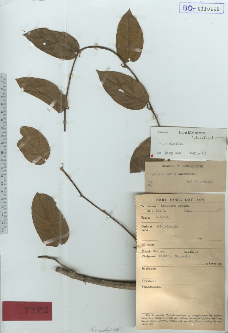 Aristolochia coadunata photo 2