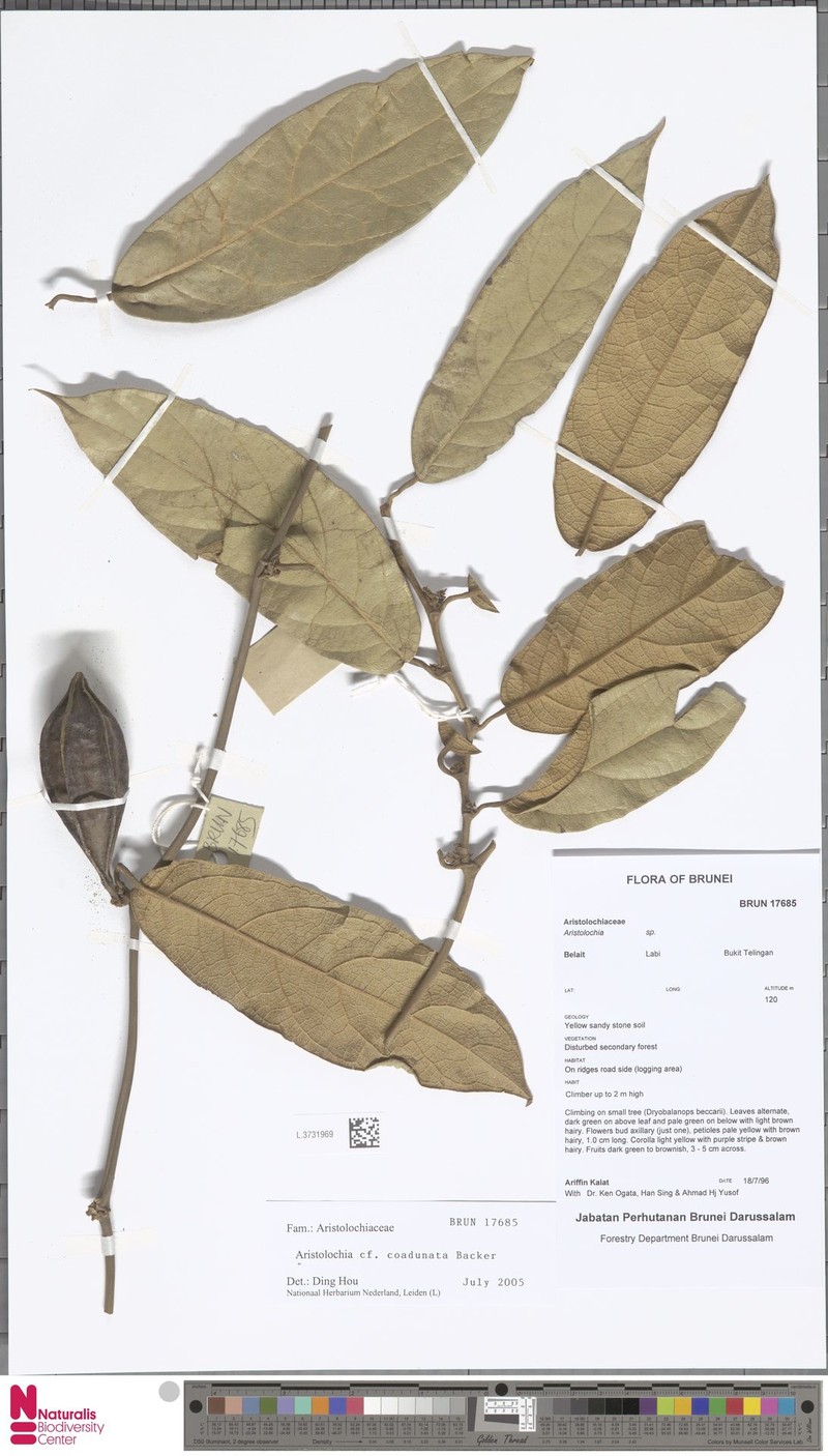Aristolochia coadunata photo 3
