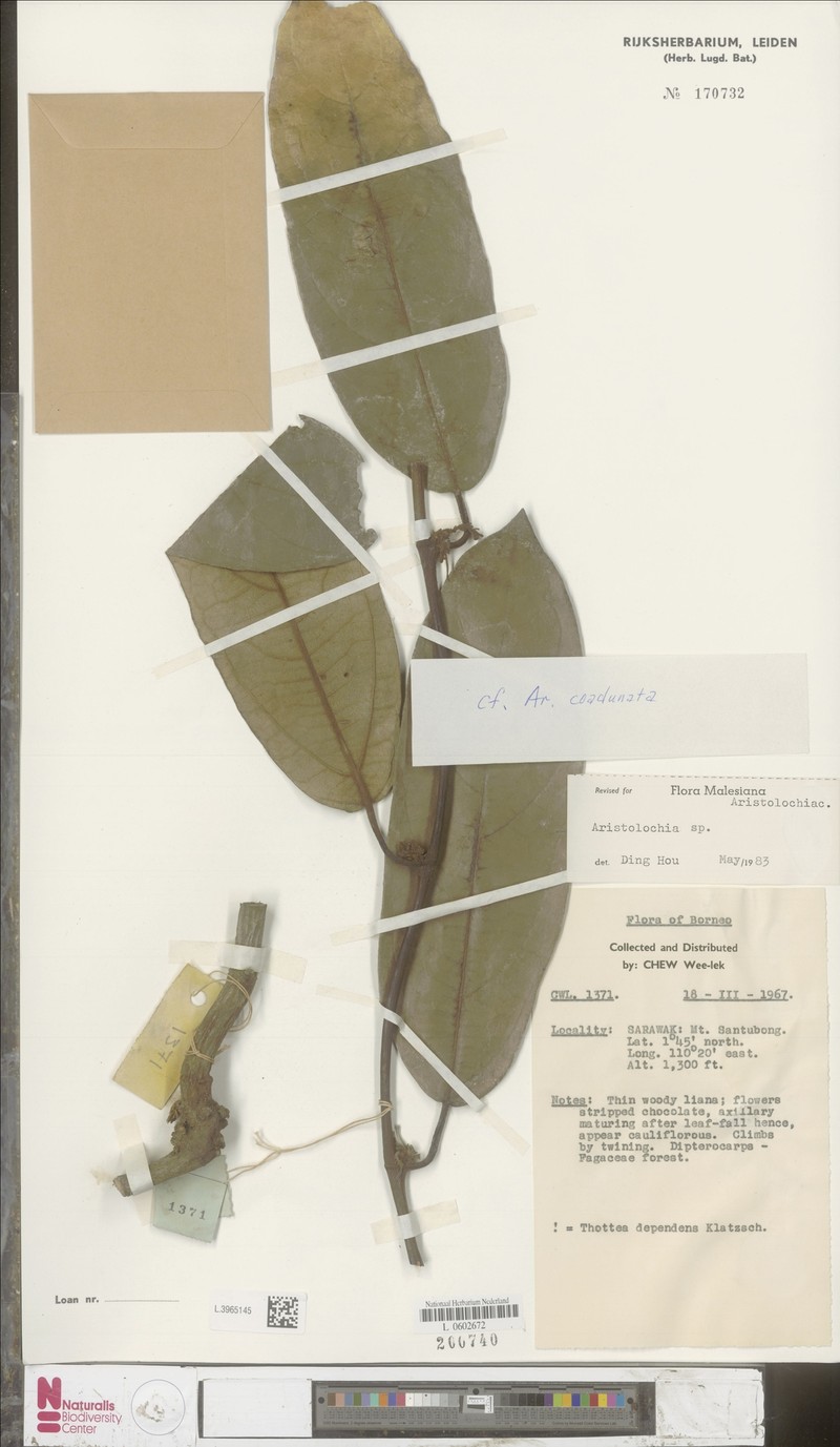 Aristolochia coadunata photo 4