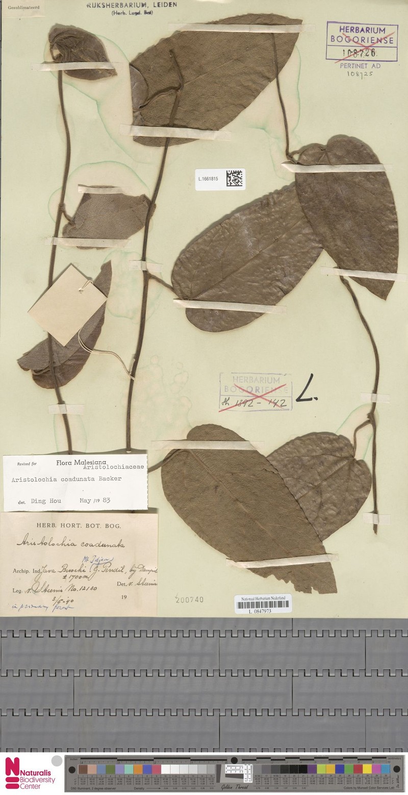 Aristolochia coadunata photo 5