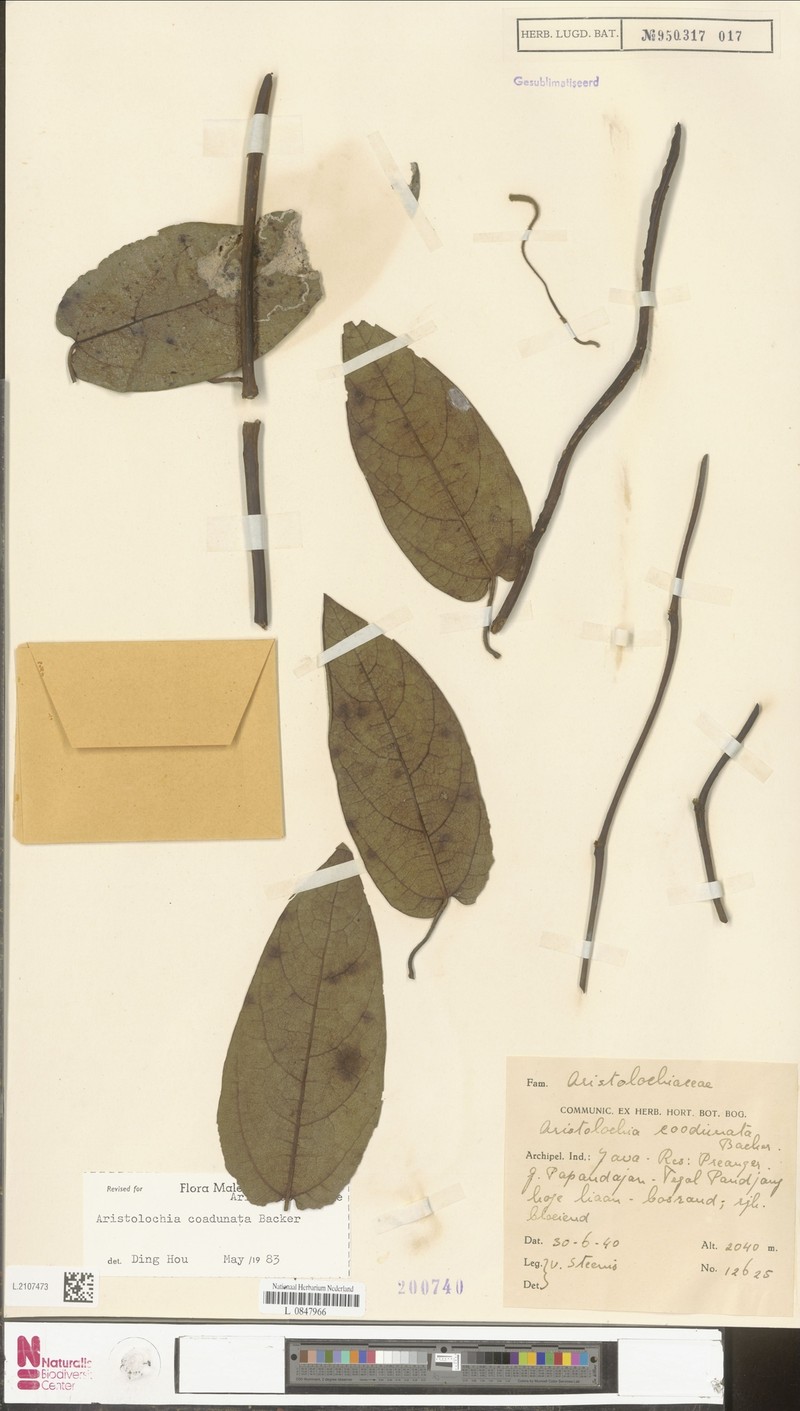 Aristolochia coadunata photo 6