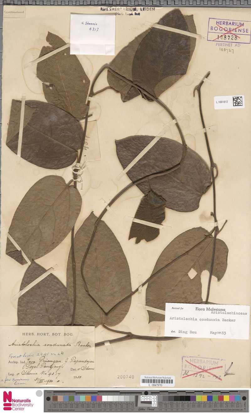 Aristolochia coadunata photo 8