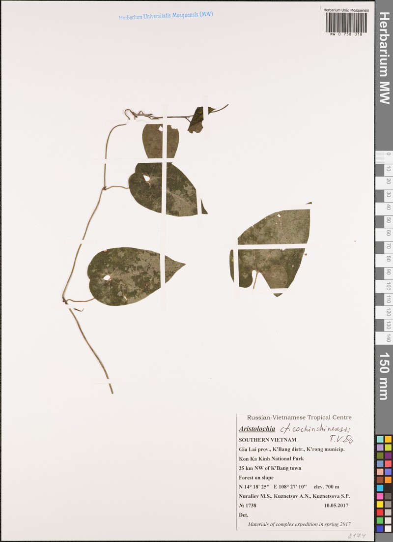 Aristolochia cochinchinensis