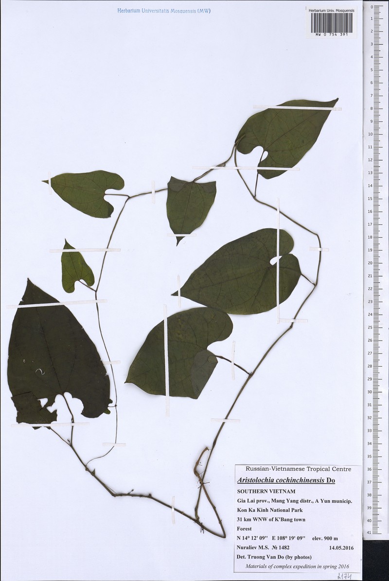 Aristolochia cochinchinensis photo 2