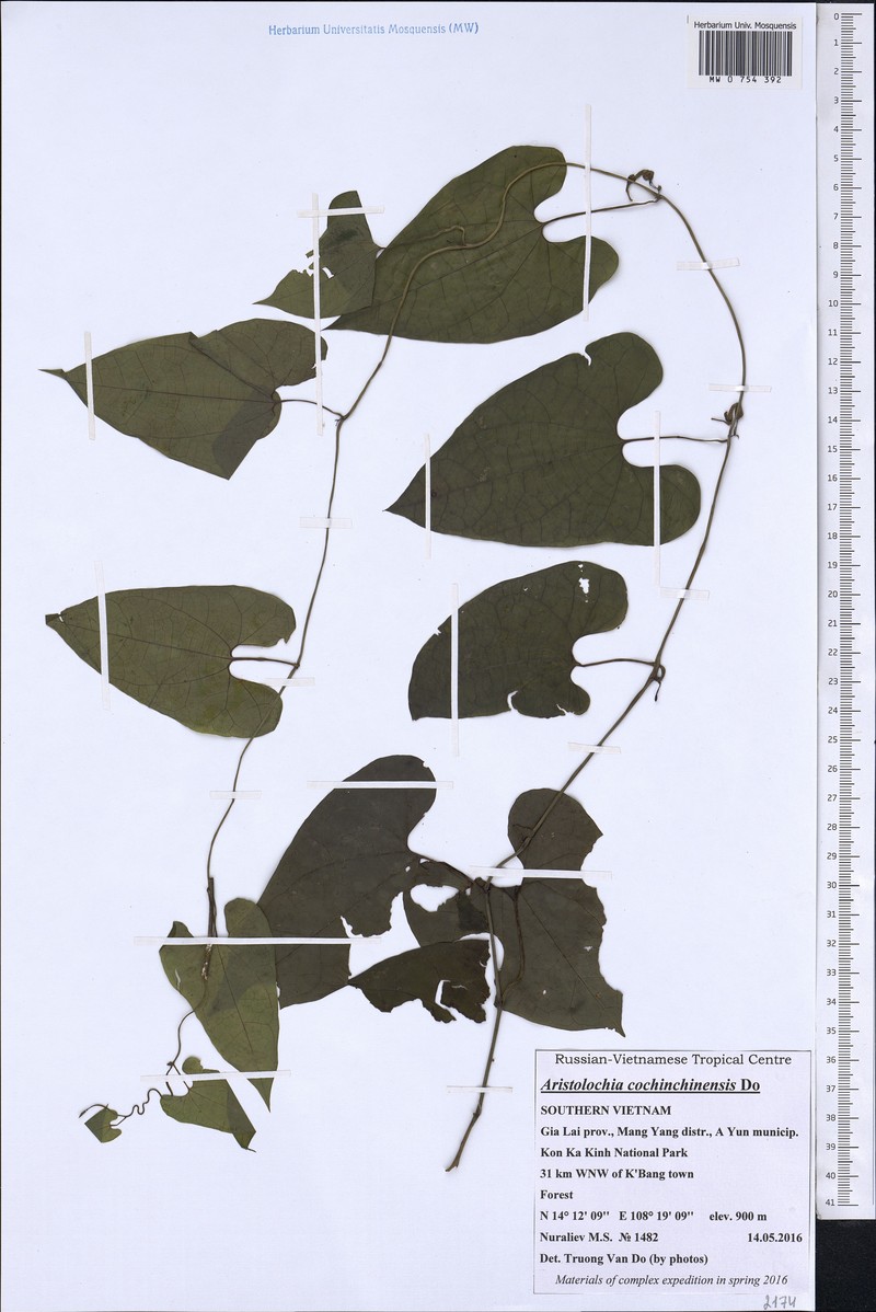 Aristolochia cochinchinensis photo 3