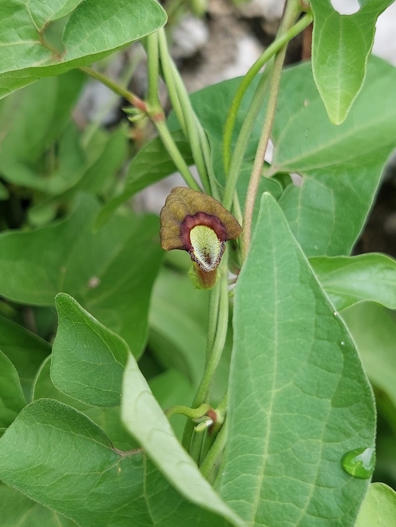 Aristolochia colimensis