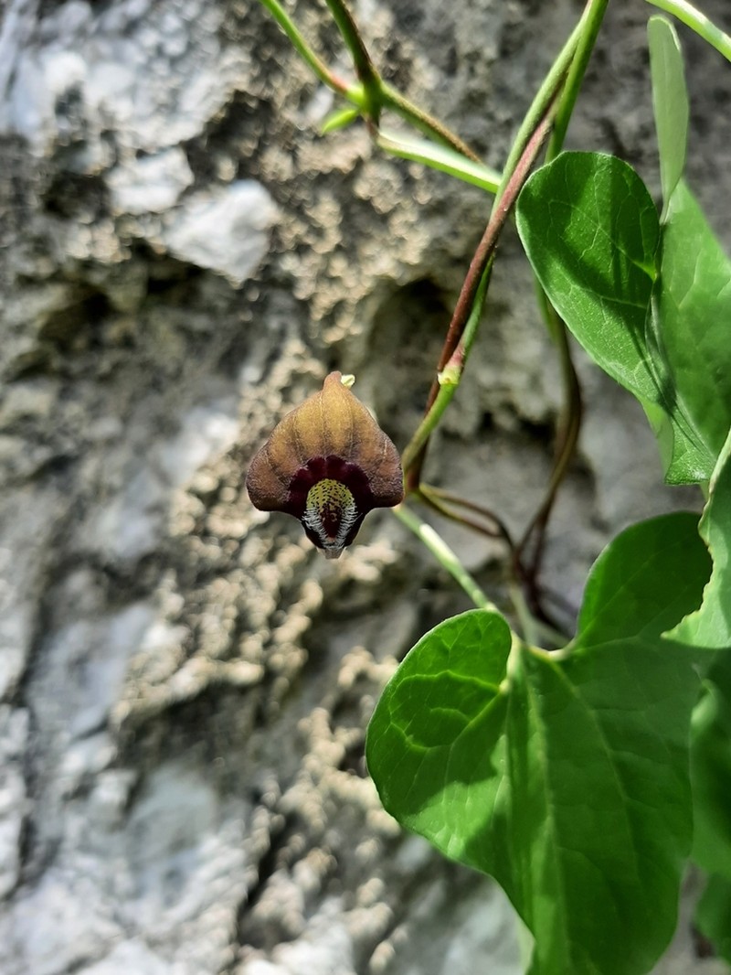 Aristolochia colimensis photo 2
