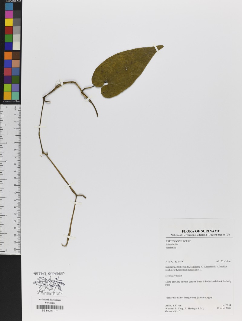 Aristolochia consimilis