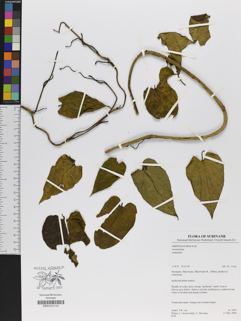 Aristolochia consimilis photo 2