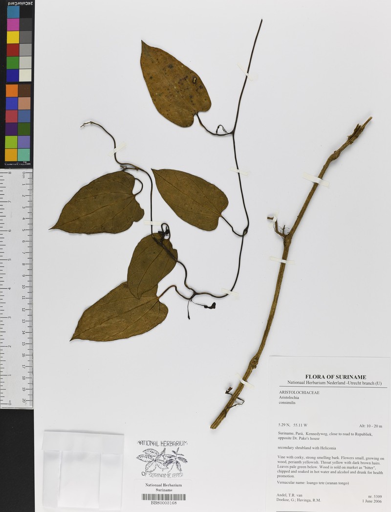 Aristolochia consimilis photo 3