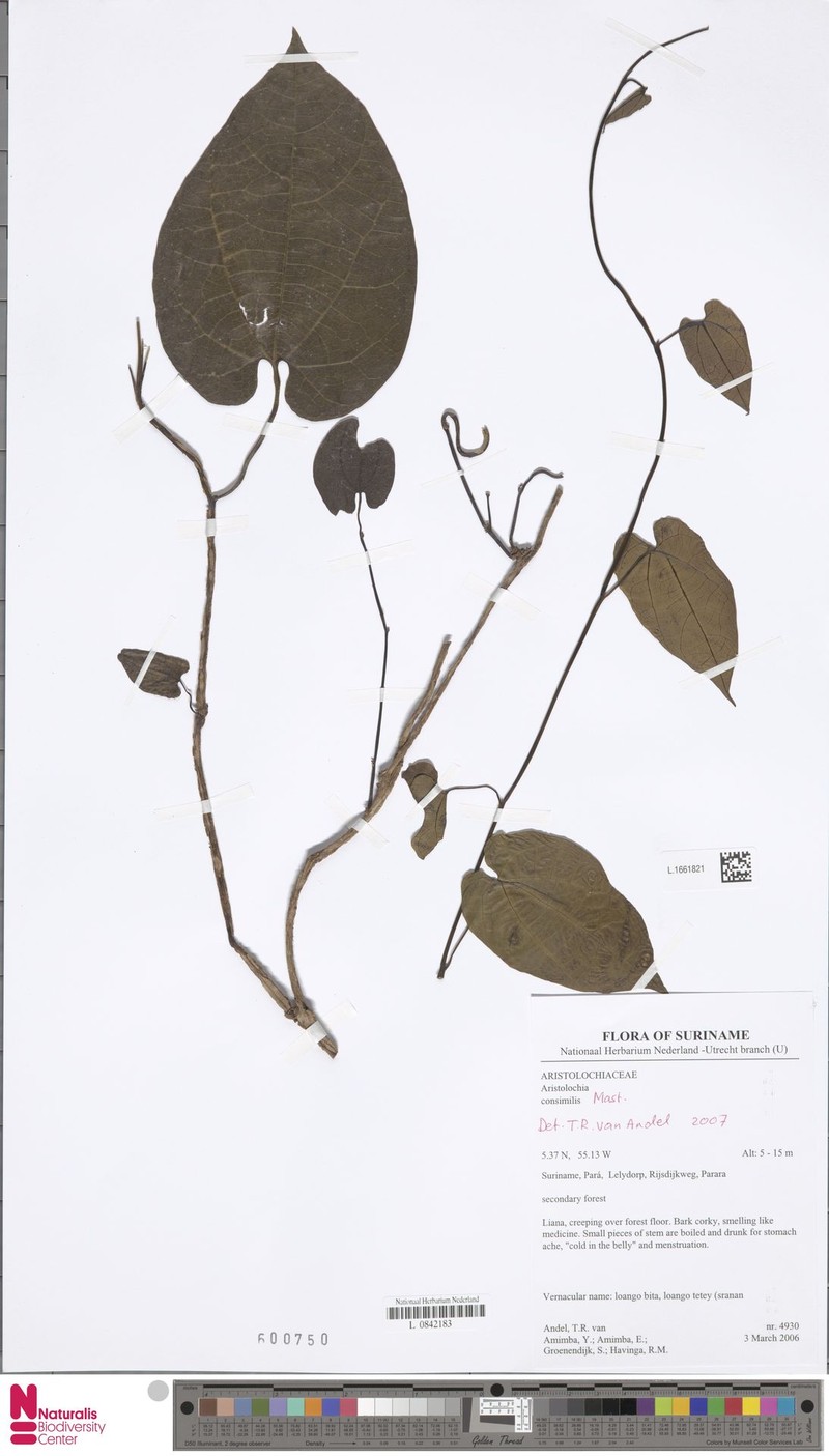 Aristolochia consimilis photo 4