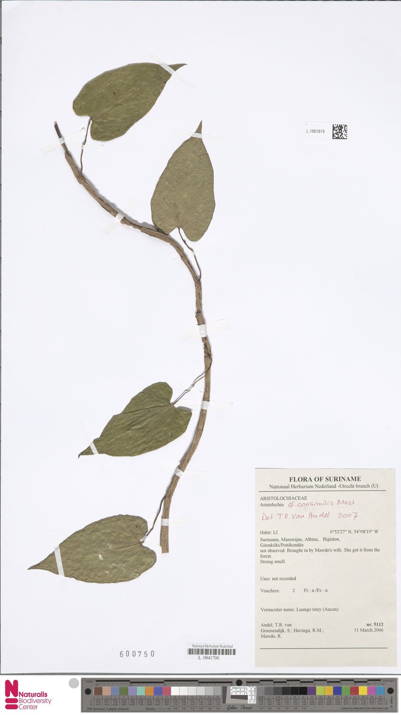 Aristolochia consimilis photo 5