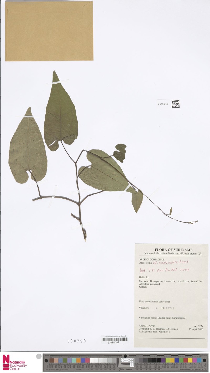 Aristolochia consimilis photo 6