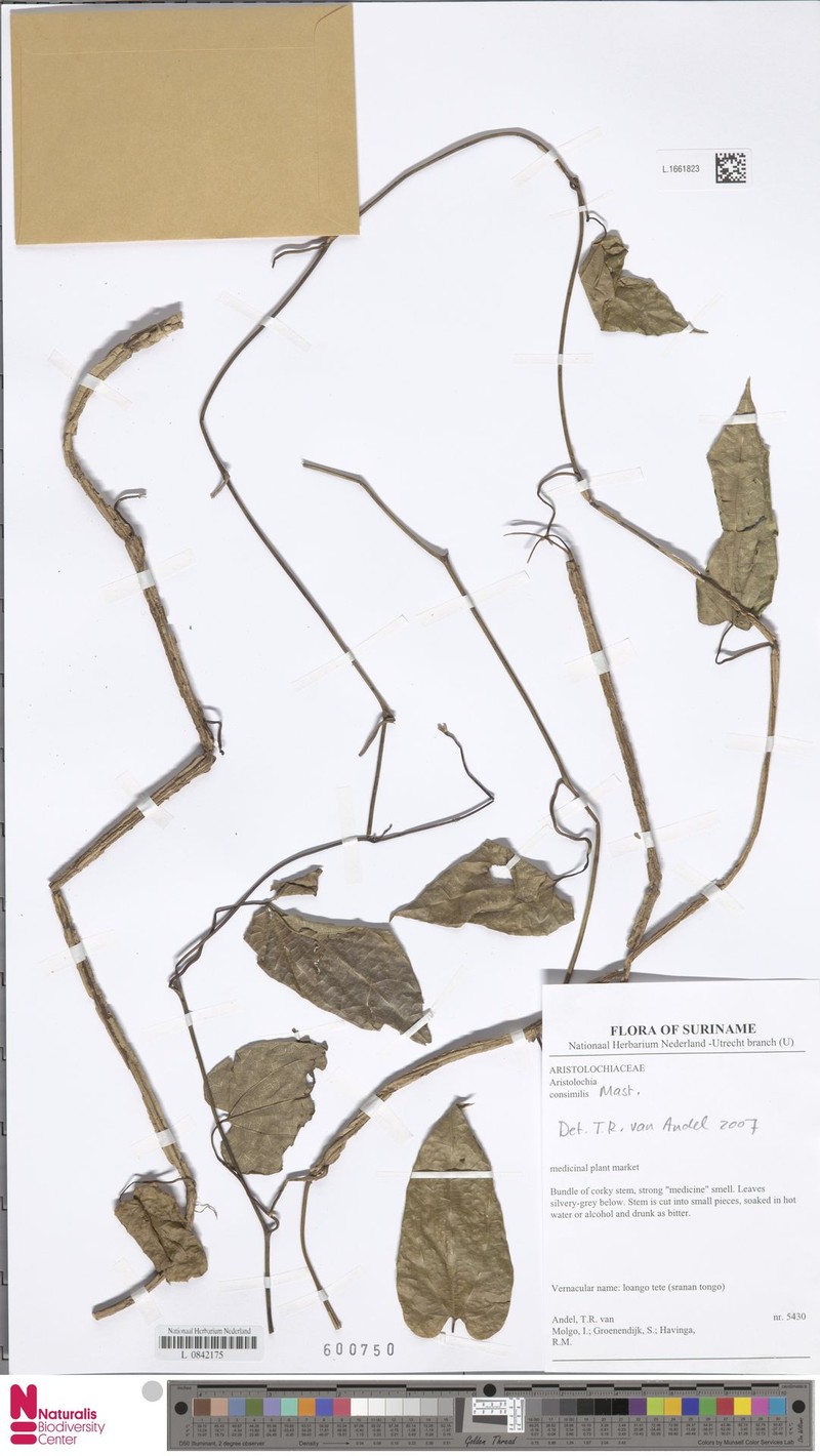 Aristolochia consimilis photo 7