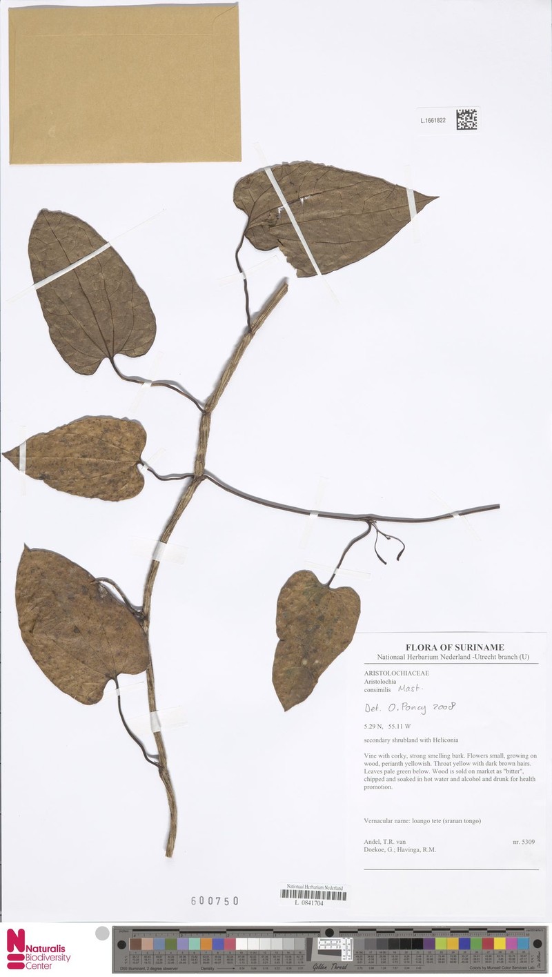 Aristolochia consimilis photo 8