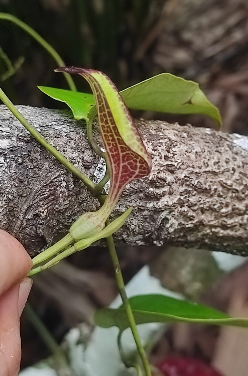 Aristolochia constricta