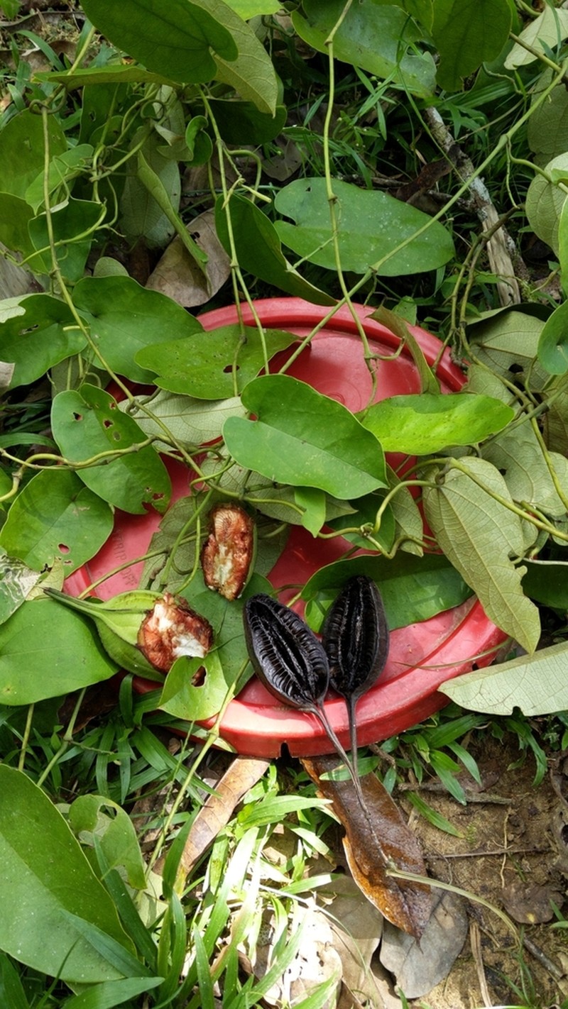 Aristolochia constricta photo 2