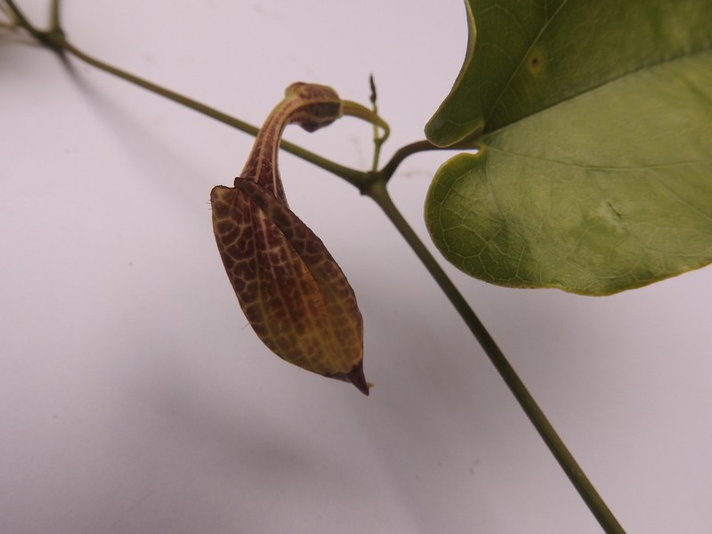 Aristolochia constricta photo 3