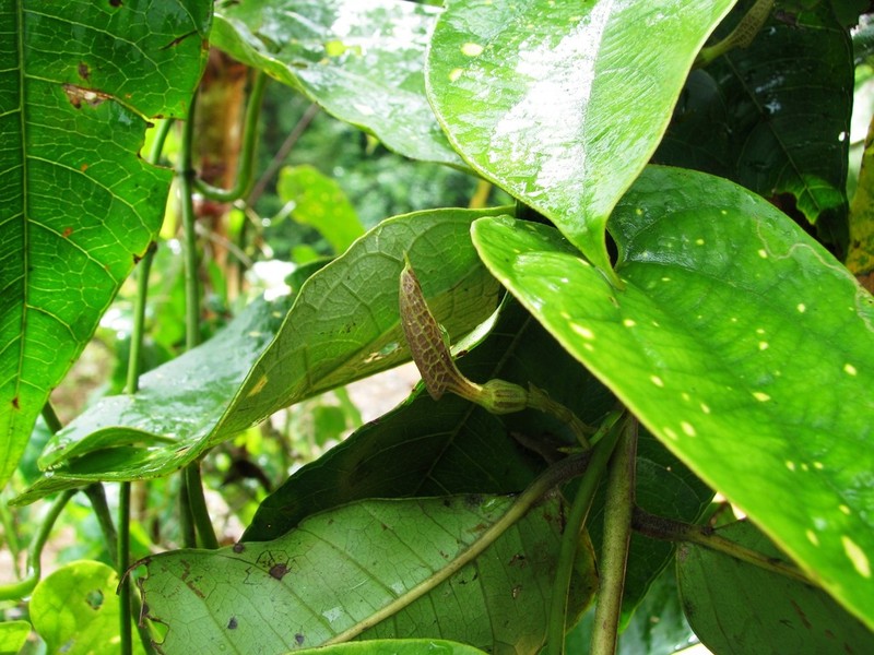 Aristolochia constricta photo 4